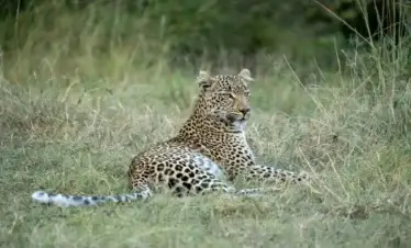 5 Days Aberdare Forest & Maasai Mara