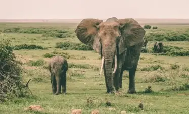 9 Days Amboseli, Serengeti & Zanzibar