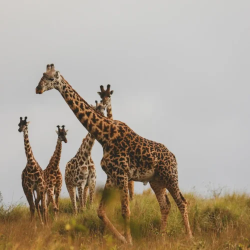 6 Days Amboseli & Tsavo East Wildlife Safari